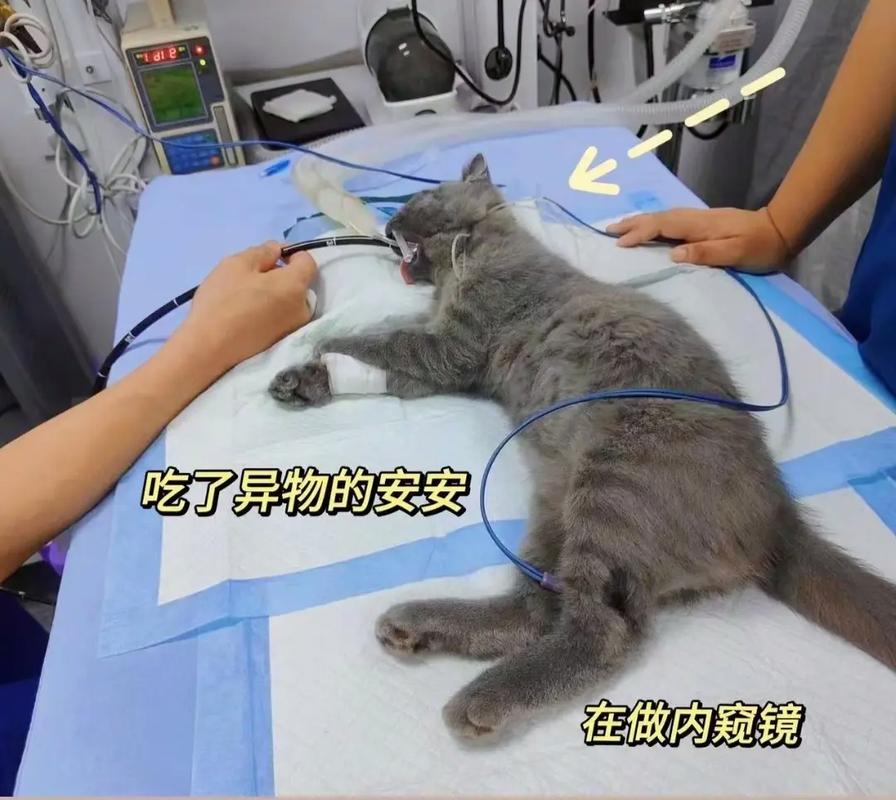 宠物医院专用动物内窥镜功能配件 全新异物钳助你精准夹取胃内异物